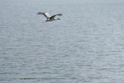 Bird flying over sea against sky