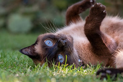 Close-up of a cat lying on grass