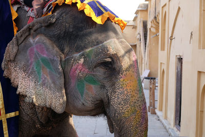 Decorated elephants carrying tourists at amber fort in jaipur, rajasthan, india