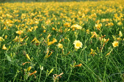 Close-up of yellow flowers blooming in field