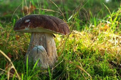 Close-up of mushroom on field