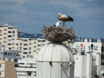 Seagulls perching on a building