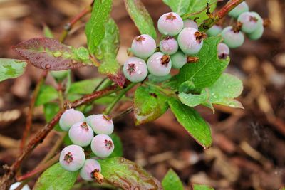 Close-up of berries growing on plant