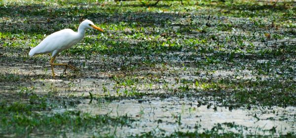 White bird perching on grass by lake