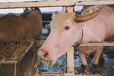 Close-up of cow in stable