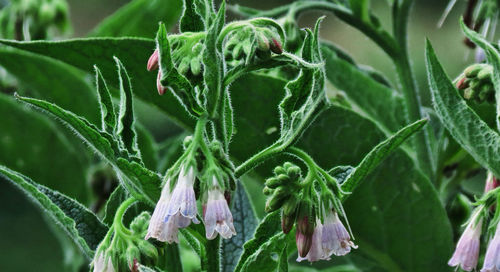 Close-up of plant growing outdoors