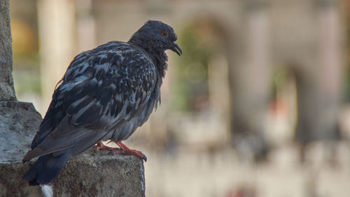 Close-up of bird perching on wall