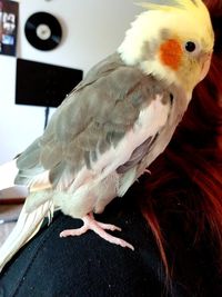 Close-up of parrot perching