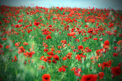 Close-up of poppies on field against sky