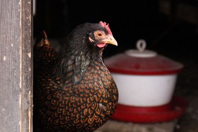 Close-up of a bird