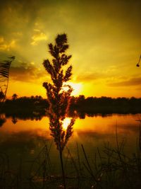 Silhouette plants by lake against romantic sky at sunset