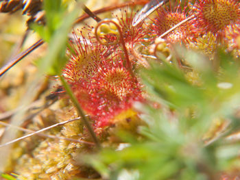 Detail shot of plants