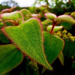 Close-up of fresh green plant