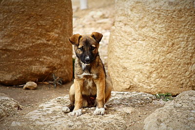 Portrait of dog standing on rock