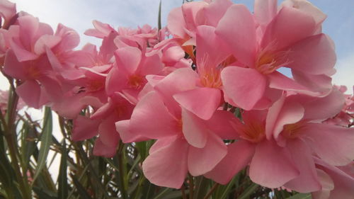 Close-up of pink cherry blossoms