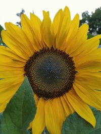 Close-up of sunflower