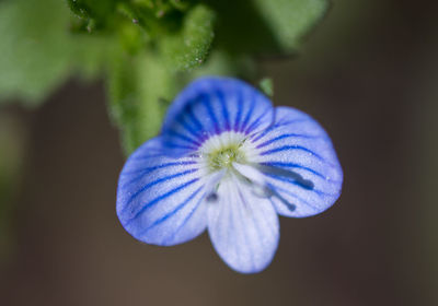 Close-up of purple flowering plant