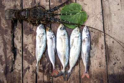 Close-up of fish on wood