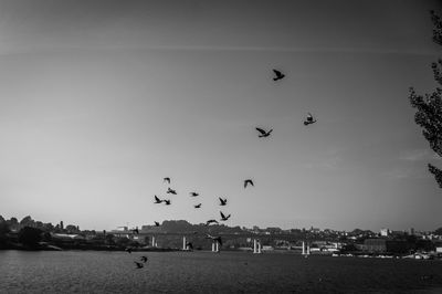 Birds flying over sea