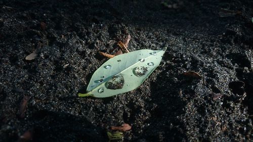 High angle view of leaf with water drops on field