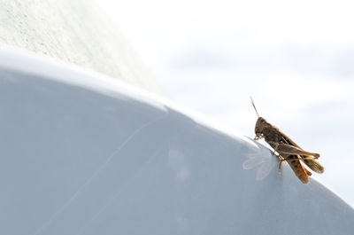 Close-up of insect on car