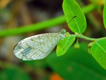 Close-up of insect on leaf