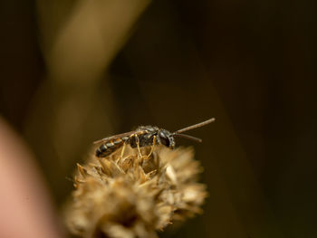 Close-up of insect on flower