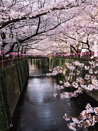 View of cherry blossom tree by lake