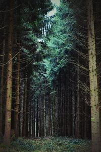 Trees in forest