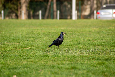 Bird perching on a field