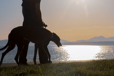 Greyhound and owner in silhouette walking at sunset by the sea.