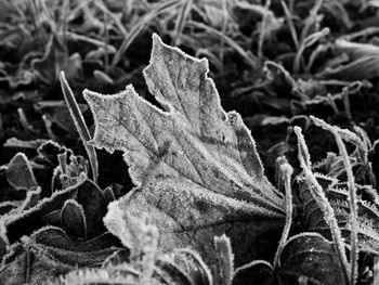 Close-up of snow on leaf