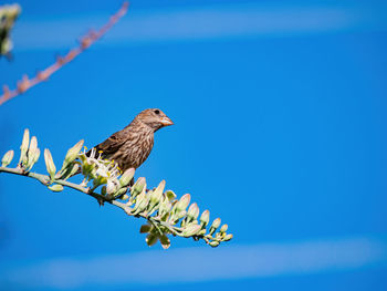 Bird perching on branch against blue sky