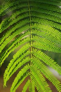 Full frame shot of green leaves