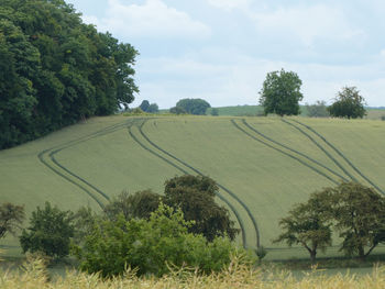 Scenic view of agricultural field against sky