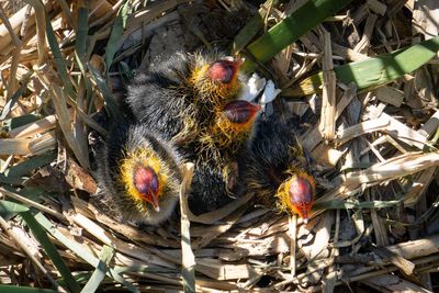 High angle view of a bird ducklings 