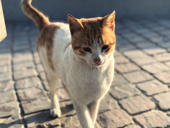 Close-up portrait of cat on footpath