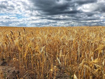 View of stalks in field against cloudy sky
