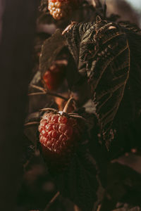 Close-up of berries growing on plant