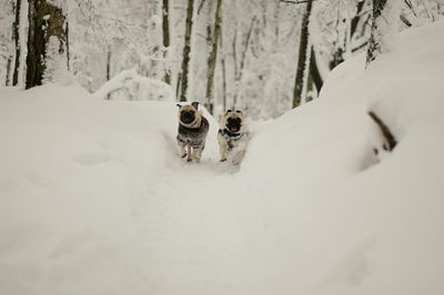 Dogs running in snow