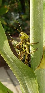 Close-up of insect on leaf