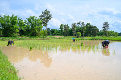 Scenic view of agricultural field against sky