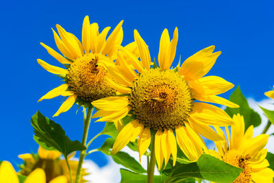 Close-up of sunflower blooming against clear blue sky