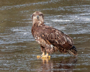 Bird in water