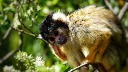 Close-up of a monkey looking away