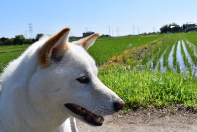 Close-up of a dog on field