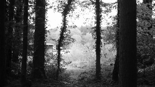 Pine trees in forest