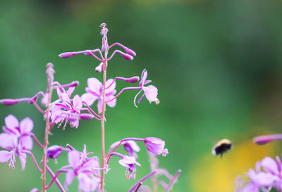 Close-up of pink flowering plant