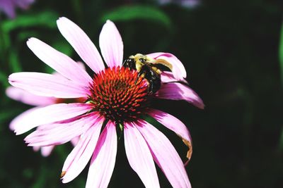 Close-up of honey bee pollinating on fresh purple coneflower