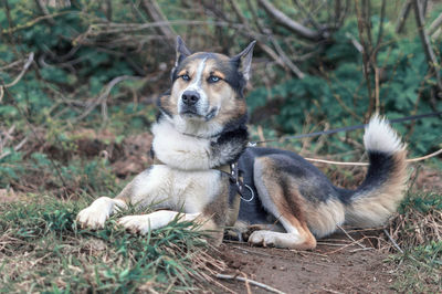 View of a dog relaxing on field
